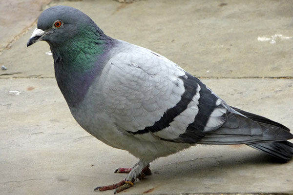 Pigeon control