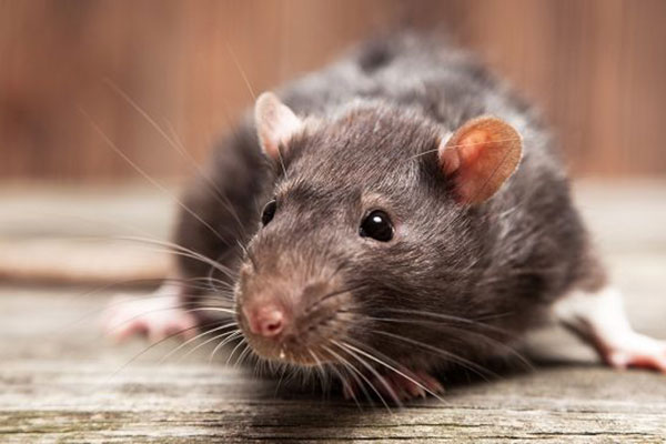 Rodent Control
