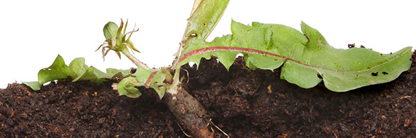 Weed Control