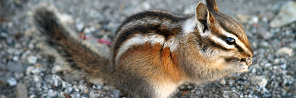 wildlife control